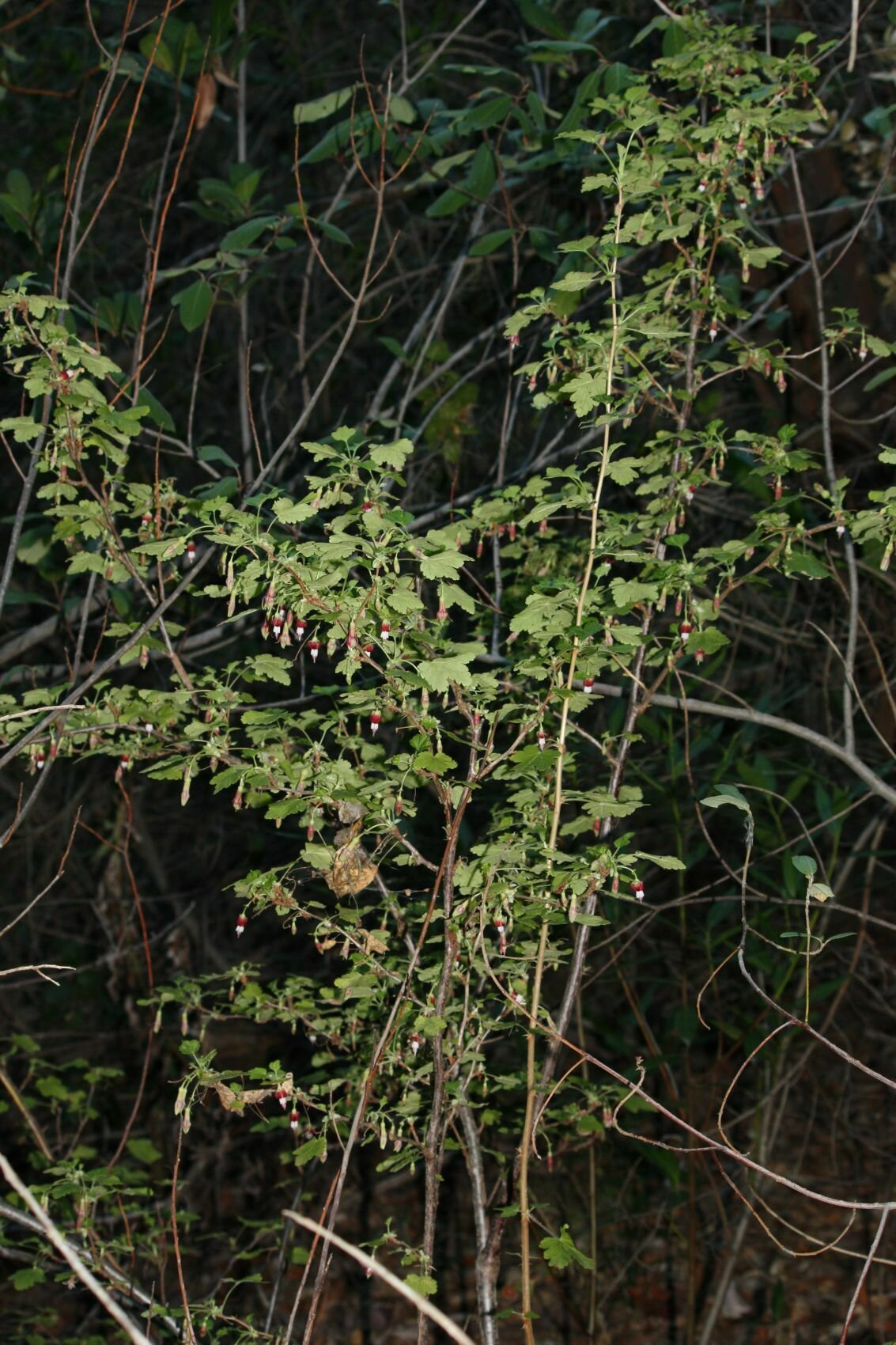 High Resolution Ribes amarum Plant